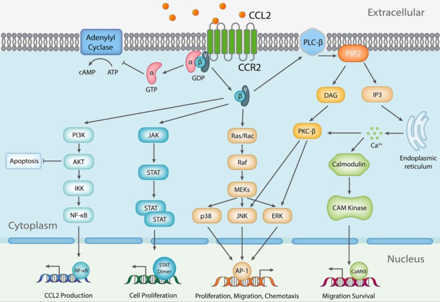 CCL2/CCR2 signaling pathway.