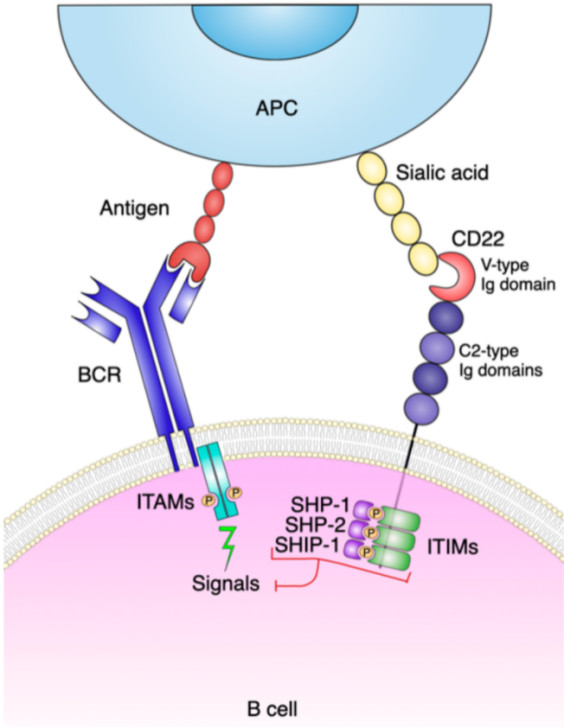 CD22 and Siglec-G pathway.