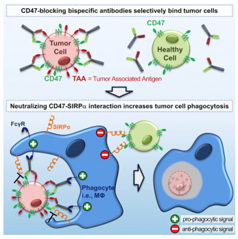 CD47 × CD19 Therapeutic Bispecific Antibody Program 