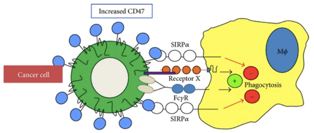 CD47 regulates phagocytosis of host cells by interacting with SIRPα.