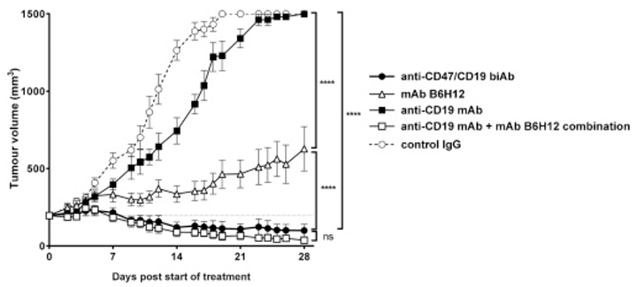 CD47 × CD19 Therapeutic Bispecific Antibody Program