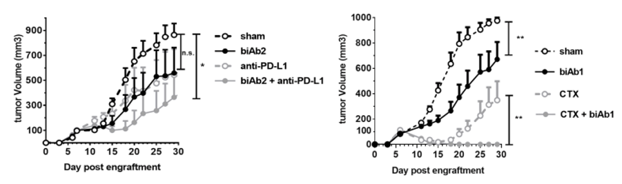 CD47 × CD19 Therapeutic Bispecific Antibody Program