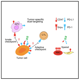CD47 × PD-L1 Therapeutic Bispecific Antibody Program 