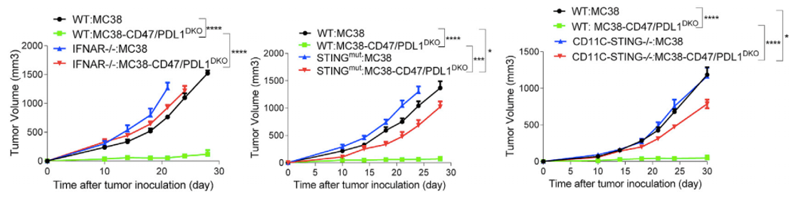 CD47 × PD-L1 Therapeutic Bispecific Antibody Program