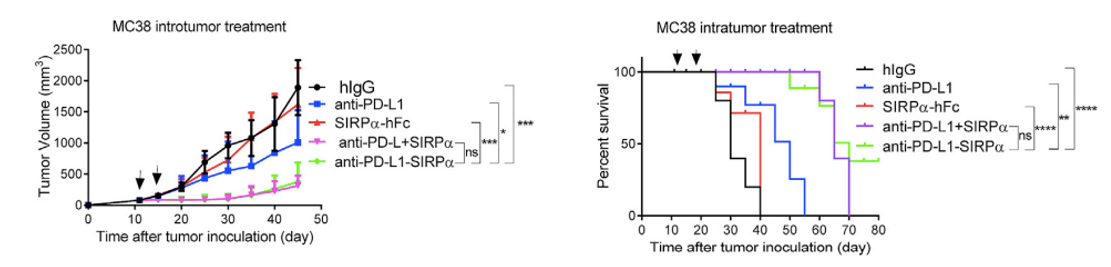 CD47 × PD-L1 Therapeutic Bispecific Antibody Program