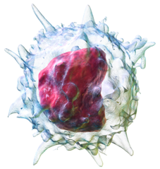 Chimeric Antigen Receptor (CAR) Macrophage Cell Therapy
