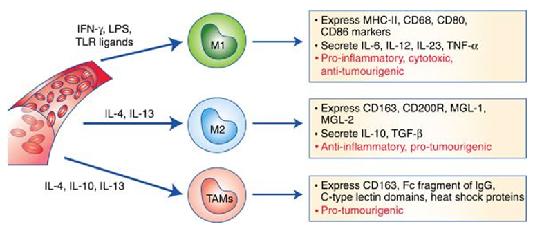 Different macrophage types in tumorigenesis.