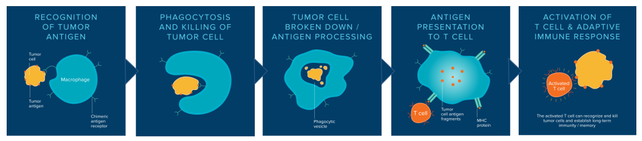 Mechanism of CAR-Macrophage.