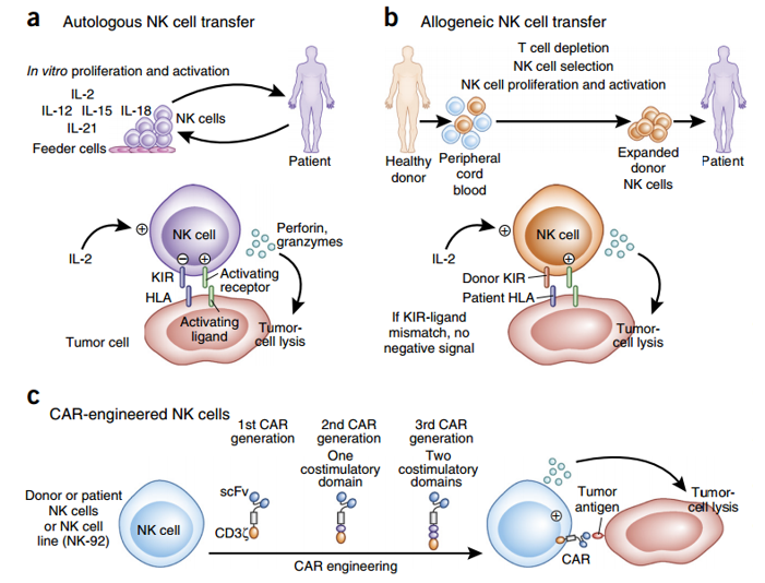 Various approaches for the NK cell adoptive transfer therapy.