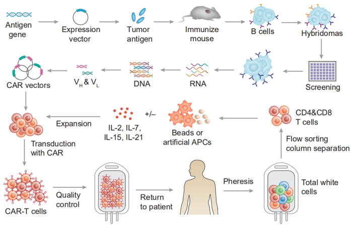 Process of CAR-engineered T cell therapy. 