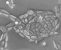 Fig.1 H358 human NSCLC cells.