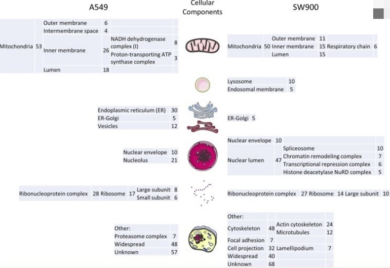 Fig.1 GO analysis of specific proteins from A549 and SW900 cells focusing on cellular components.