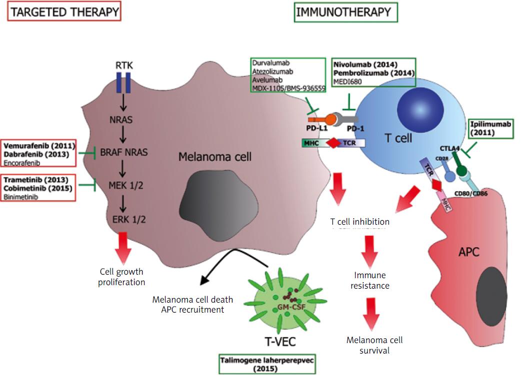 Fig.1 Novel therapies for advanced melanoma.