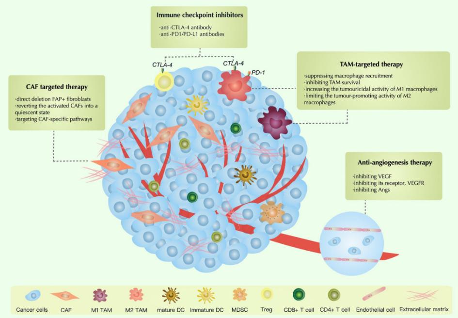 Fig.1 Tumor microenvironment-related therapeutic strategies in ovarian cancer.