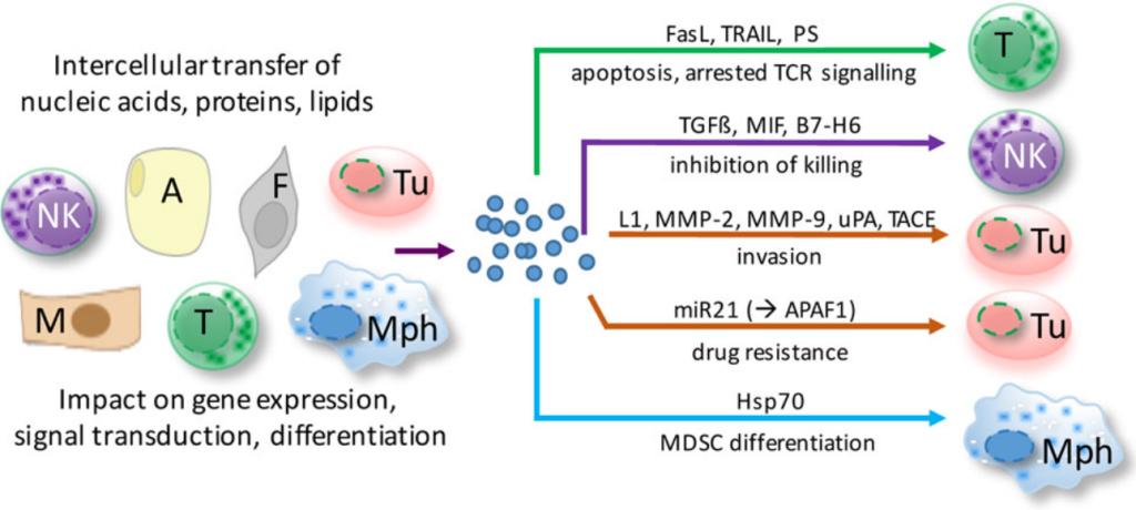 Fig.1 Functions of extracellular microvesicles (EVS) in ovarian cancer ascites.