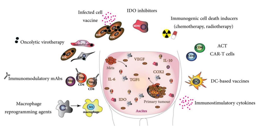 Fig.1 Emerging ovarian cancer immunotherapies.