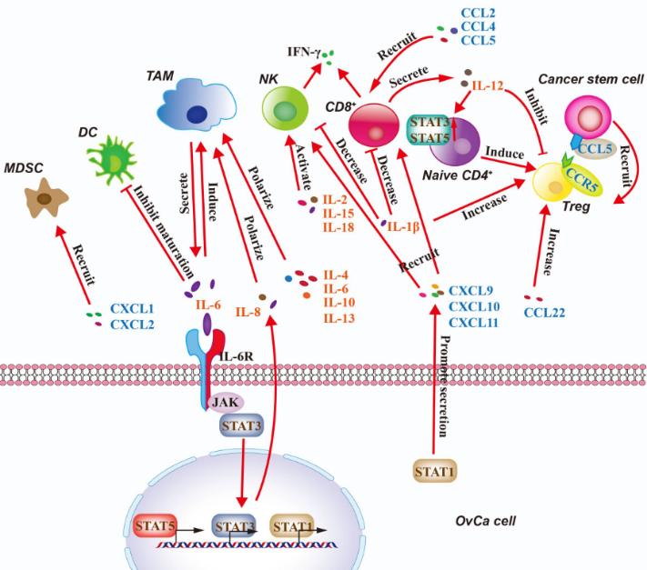 Fig.1 Regulation of the immune microenvironment in OvCa by cytokine signaling.
