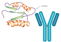 How will epitope data help you (importance of antibody epitope mapping service)