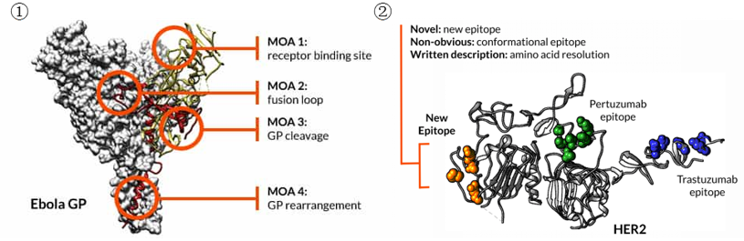 Epitope Binning and Mapping