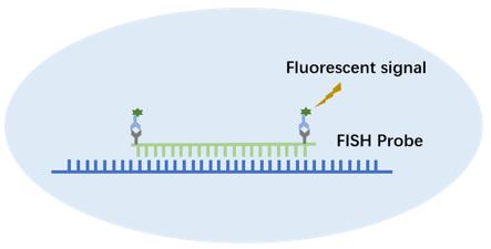 FISH technology. (Creative Biolabs)