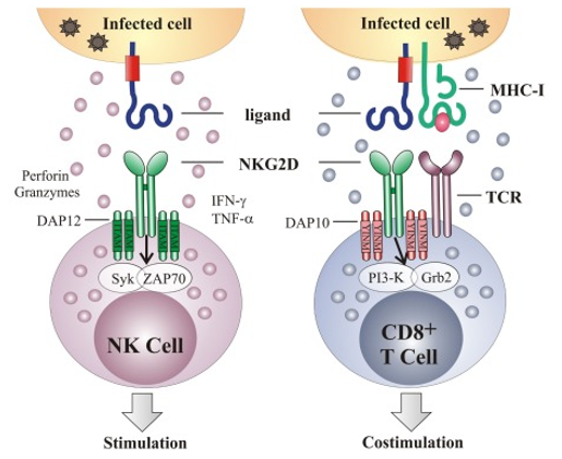 Fig.1 NKG2D acts as an activating and a co-stimulatory receptor to activate NK and CD8+ T cell. (Zhang, et al., 2011)