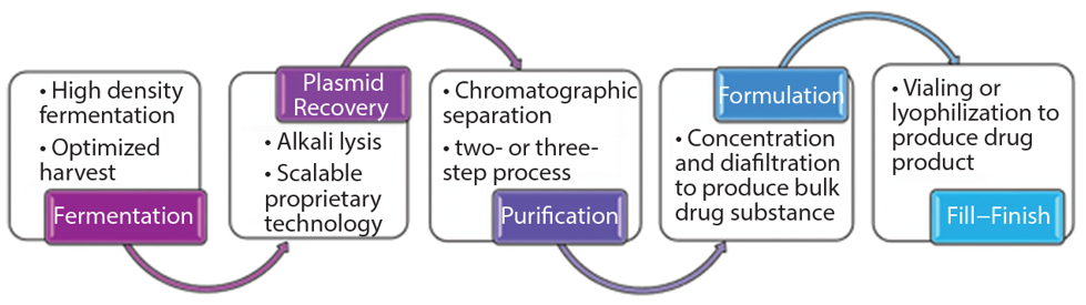 Fig.1 Comprehensive Solutions to GMP-Plasmid Manufacturing. (Creative Biolabs Original)