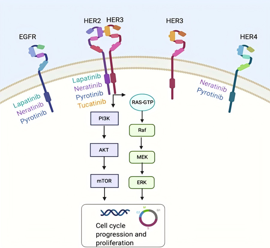 HER2 / HER3 signaling pathway.