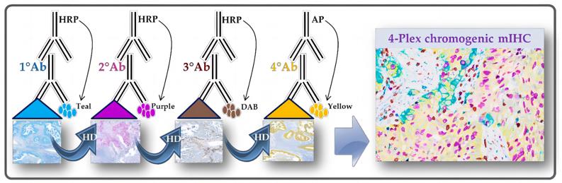 Fig.1 In-depth schematic of a chromogenic multiplexed immunohistochemistry assay.