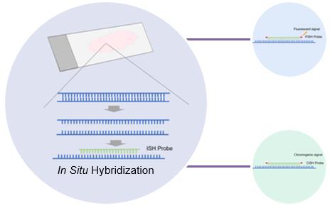 In Situ Hybridization (ISH)-based Tumor Profiling