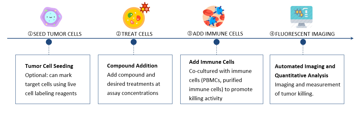 Protocol for Immune Cell Killing of Adherent Tumor Cells
