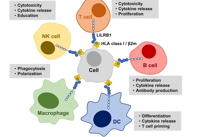 Association between MHC class I molecules and LILRB1.