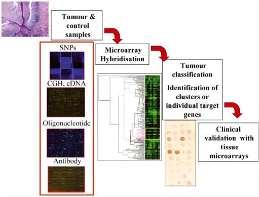 General scheme of the procedure used in tumor expression profiling for target identification and validation.