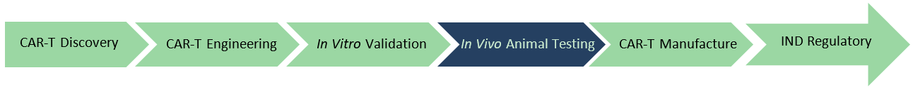 Next CAR-T In Vivo Animal Testing