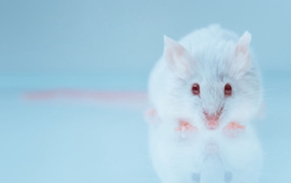 Next CAR-T In Vivo Animal Testing