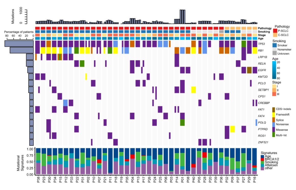 Mutational spectrum of small cell lung cancer.