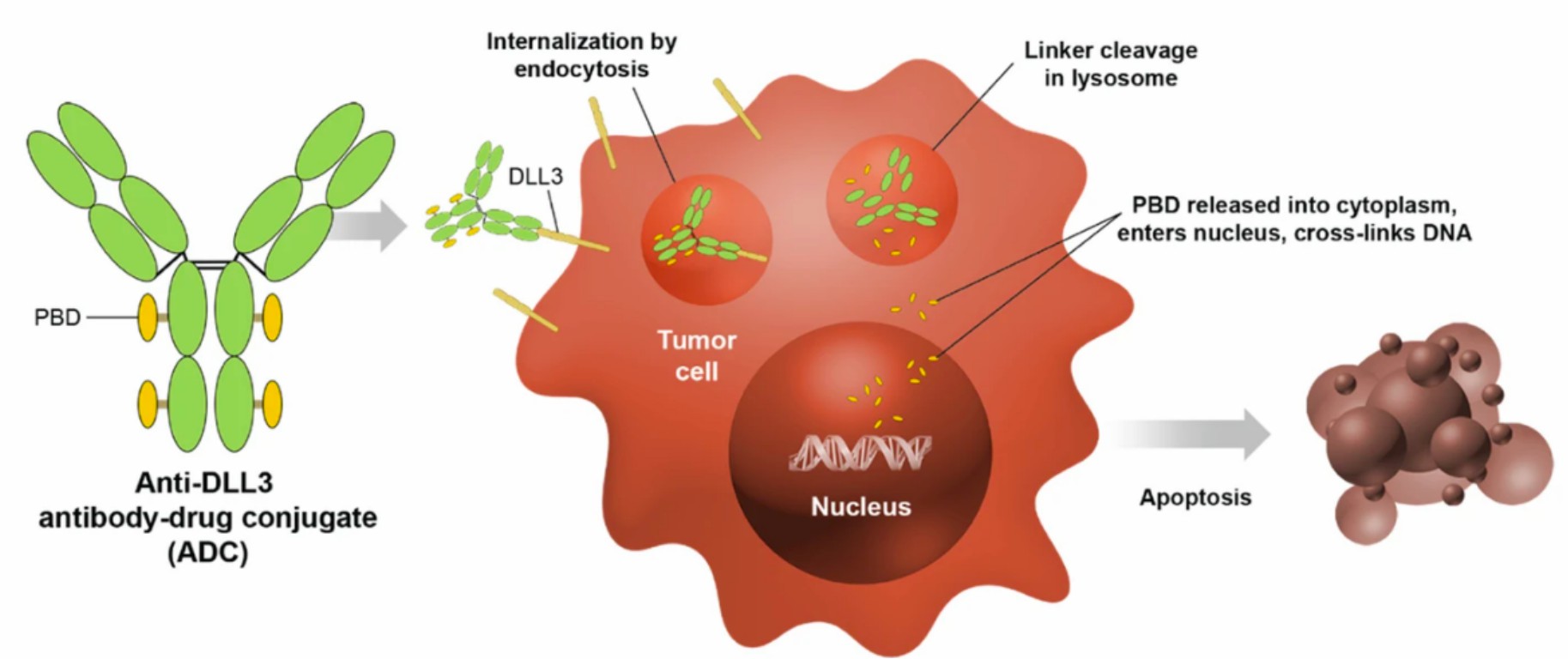 Internalization of the ADC (DLL3-targeted antibody-drug conjugate) to lysosomes(Owen, et al., 2019)