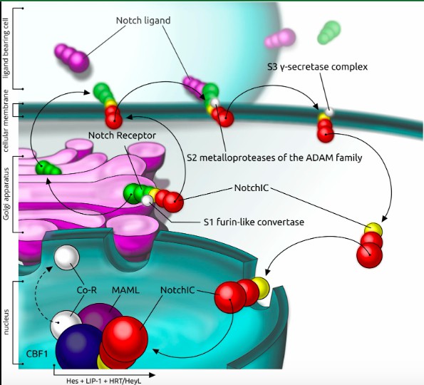 Dll4/Notch signalling pathway. (Brzozowa-Zasada, 2021)