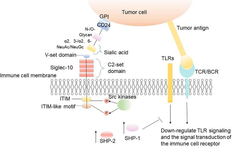 The interaction between CD24 and Siglec-10.