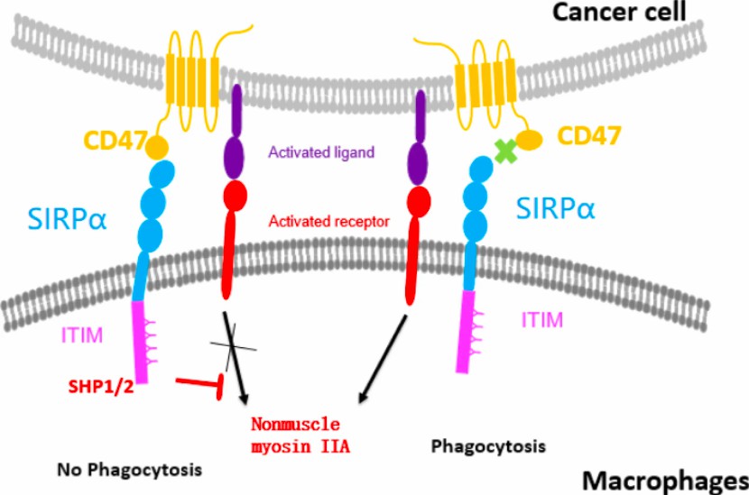 Proposed mechanism of action of TTI-621–mediated CD47 antitumor activity. (Petrova, et al., 2016)