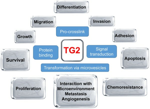 TG2 regulates various biological behaviors of tumor cells. (Huang, et al., 2015)