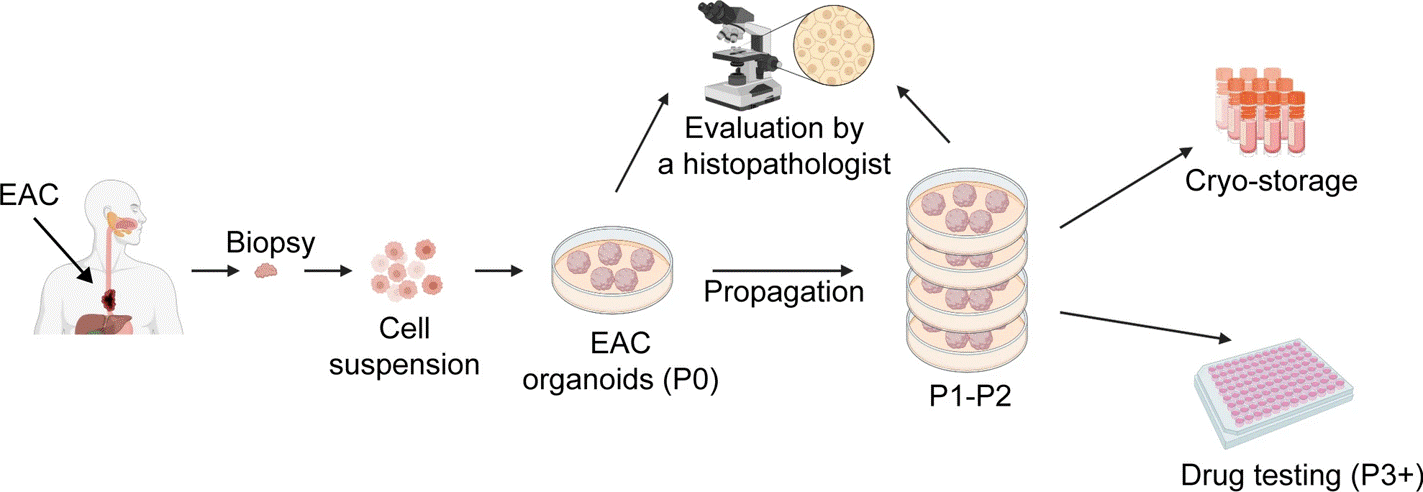 Fig.1 Schematic for EAC PDO generation. (Karakasheva, et al., 2021)