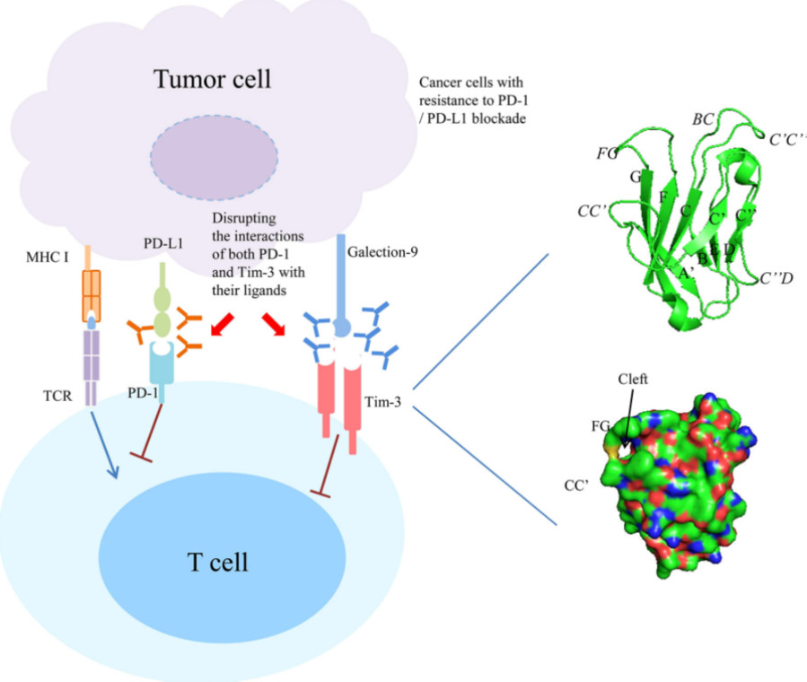 Cancer treatment by PD-1/PD-L1 blockade.