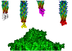 Phage Display Library