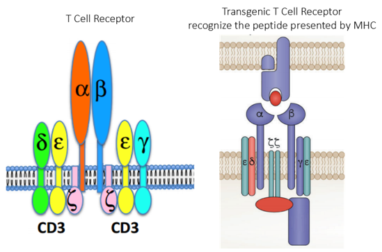 T Cell Receptor(TCR) T Cell Therapy - Creative Biolabs