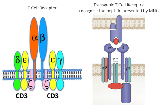 Structural components of TCR (left) and gene modified T cell therapy(right). (Harris, 2016; Garber, 2018)