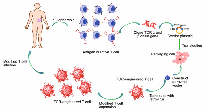 Process of TCR-engineered T cell therapy.