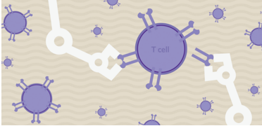 T Cell Receptor(TCR) T Cell Therapy