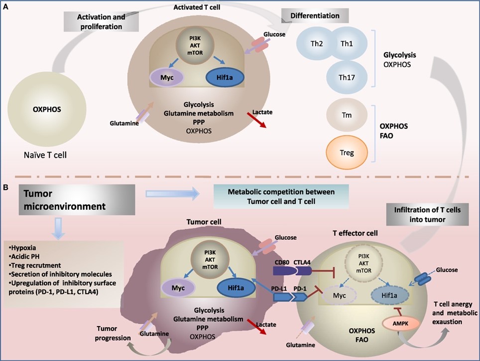 T Cell Metabolism
