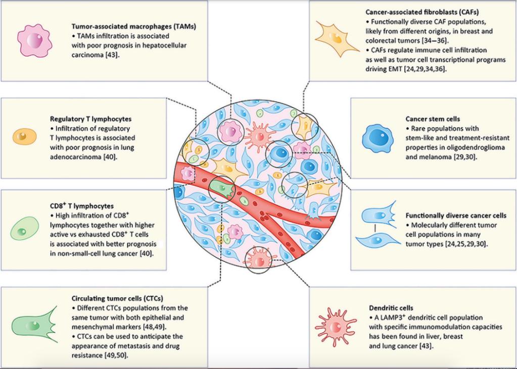 Main cell types present in solid tumors.
