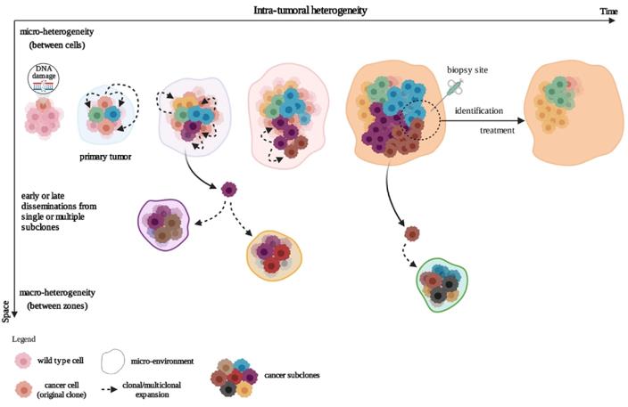 The heterogeneity development of intra-tumoral clonal cells.